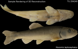 Sample rendering of a 3D reconstruction